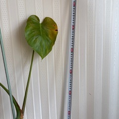 95センチ　鉢ごと　値引き可能　モンテラス　の画像