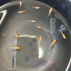 楊貴妃めだか10匹
の画像