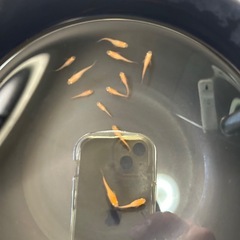 楊貴妃めだか10匹
の画像