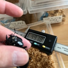 オオクワガタ♀単2/5