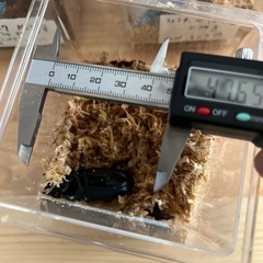 オオクワガタ♀単3/5