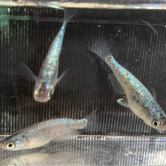 ラピスメダカ３匹（背びれなし品種）の画像