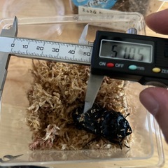 オオクワガタ♀単4/5