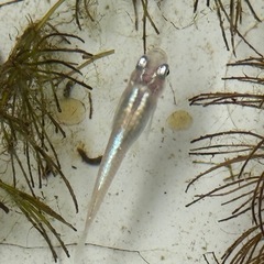 改良メダカ　花魁おいらん成魚1ペアの画像