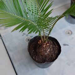 ソテツ　蘇鉄　苗木の画像