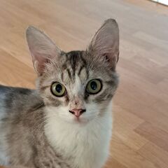 グリとグラ　４か月　グラ君　キュッと上がった大きな目、引っ付き虫