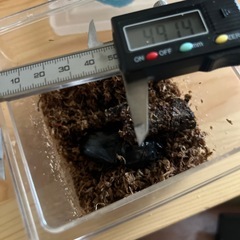 オオクワガタ♀単5/5