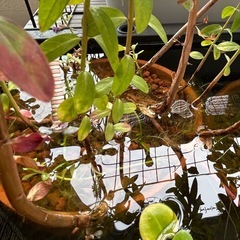 ミソハギ（水生植物）の画像