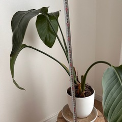 ストレチア　観葉植物の画像