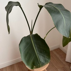 ストレチア　観葉植物の画像