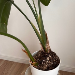 ストレチア　観葉植物の画像