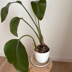 ストレチア　観葉植物の画像