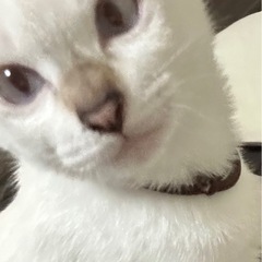メス　白猫　生後7ヶ月