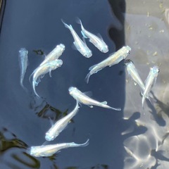 【5匹増量】みゆきメダカ15匹400円の画像