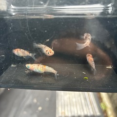 三色ラメ幹之の画像