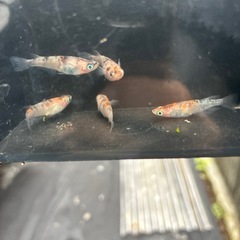 三色ラメ幹之の画像
