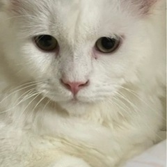 マンチカン男の子ご家族募集