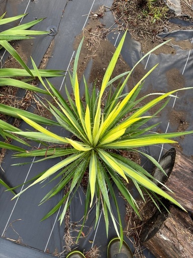 ユッカ　ゴールデンソード　ドライガーデン