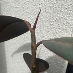観葉植物 フィカスバーガンディーの画像