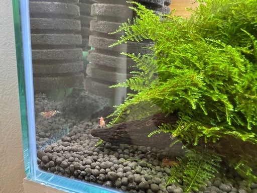 キューブ水槽丸ごと値下げー