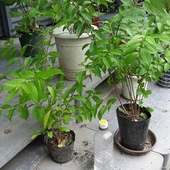 コムラサキシキブ　小紫式部　苗の画像