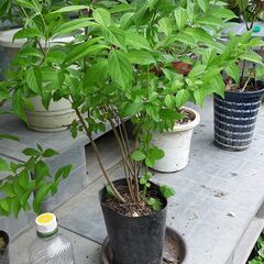 コムラサキシキブ　小紫式部　苗の画像