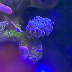 【サンゴ、海水魚】LPSサンゴ　ヒトデ、クマノミ系　まとめ売り　の画像