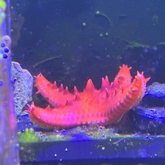 【サンゴ、海水魚】LPSサンゴ　ヒトデ、クマノミ系　まとめ売り　の画像