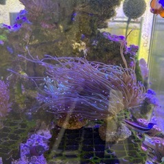 【サンゴ、海水魚】LPSサンゴ　ヒトデ、クマノミ系　まとめ売り　の画像