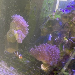【サンゴ、海水魚】LPSサンゴ　ヒトデ、クマノミ系　まとめ売り　の画像