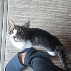 お育て頂ける方探してます。
