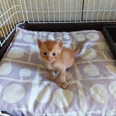 保護猫　茶トラ　チョコちゃん♂
