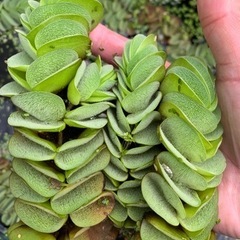 水草100円の画像