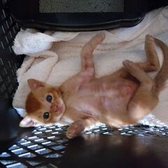 9月18日保護　ママいないけど元気　チョコちゃん♂