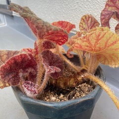 観葉植物　ベゴニアの画像