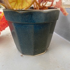 観葉植物　ベゴニアの画像