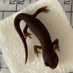 アカハライモリ　幼体　両生類　生き物の画像