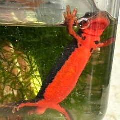 アカハライモリ　幼体　両生類　生き物の画像