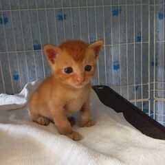 保護猫　茶トラ　カカオちゃん♂