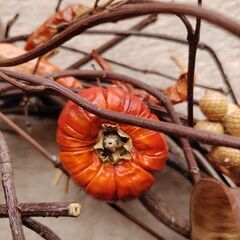 ハロウィン🎃リース＆赤唐辛子の飾りの画像