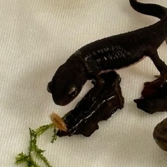 アカハライモリ　幼体　両生類　生き物の画像