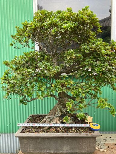 皐月(サツキ)盆栽