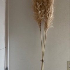 パンパスグラス　パンパグラス  の画像