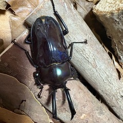 ニジイロクワガタ　紫紺　の画像