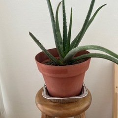 アロエベラの画像
