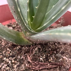 アロエベラの画像