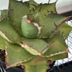 アガベ オテロイ　実生株の画像