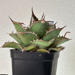 アガベ オテロイ　実生株の画像