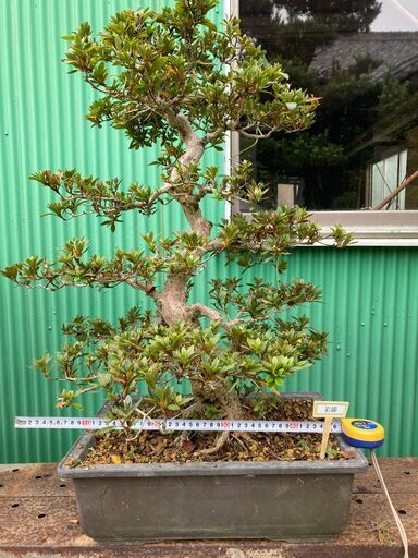 皐月(さつき)盆栽