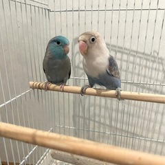 里親様募集です。２羽です。の画像